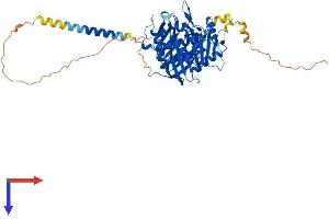 PLD5 Protein (AA 1-536) (His tag)