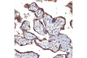 Immunohistochemistry of paraffin-embedded human placenta using TMEFF2 Rabbit mAb (ABIN1682727, ABIN3018560, ABIN3018561 and ABIN7101627) at dilution of 1:100 (40x lens). (TMEFF2 Antikörper)