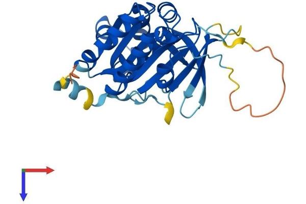 XRCC2 Protein (AA 1-280) (His tag)