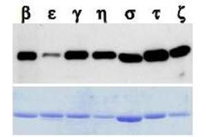 Western Blotting (WB) image for anti-14-3-3 Pan antibody (ABIN1105134) (14-3-3 Pan Antikörper)