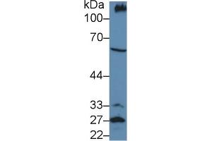 Western Blotting (WB) image for anti-Podocalyxin-Like (PODXL) (AA 171-404) antibody (ABIN7432565)