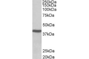 ABIN571083 (0. (ACAT1 Antikörper  (AA 253-266))