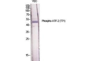 Western Blot (WB) analysis of specific cells using Phospho-ATF-2 (T71) Polyclonal Antibody. (ATF2 Antikörper  (pThr71))