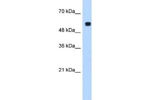PUF60 antibody used at 1. (PUF60 Antikörper  (C-Term))