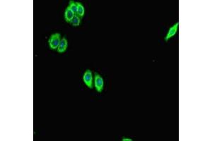 Immunofluorescent analysis of HepG2 cells using ABIN7168711 at dilution of 1:100 and Alexa Fluor 488-congugated AffiniPure Goat Anti-Rabbit IgG(H+L) (SCG2 Antikörper  (AA 31-617))