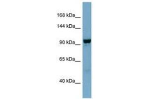 Image no. 1 for anti-N-Deacetylase/N-Sulfotransferase (Heparan Glucosaminyl) 4 (NDST4) (AA 611-660) antibody (ABIN6741715) (NDST4 Antikörper  (AA 611-660))