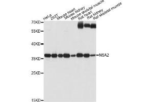 Western blot analysis of extracts of various cell lines, using NSA2 antibody (ABIN6293774) at 1:1000 dilution. (NSA2 Antikörper)