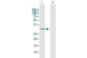 Western Blot analysis of IL1B expression in transfected 293T cell line by IL1B MaxPab polyclonal antibody. (IL-1 beta Antikörper  (AA 1-269))