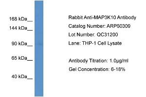 Western Blotting (WB) image for anti-Mitogen-Activated Protein Kinase Kinase Kinase 10 (MAP3K10) (C-Term) antibody (ABIN786125) (MAP3K10 Antikörper  (C-Term))