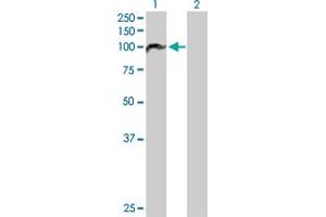 Western Blot analysis of PBXIP1 expression in transfected 293T cell line by PBXIP1 MaxPab polyclonal antibody. (PBXIP1 Antikörper  (AA 1-731))
