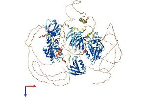 MAGI2 Protein (AA 1-1275) (His tag)