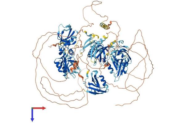 MAGI2 Protein (AA 1-1275) (His tag)