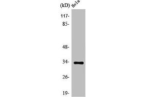 Western Blot analysis of HeLa cells using Olfactory receptor 52W1 Polyclonal Antibody