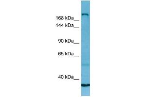 WB Suggested Anti-MYH13 Antibody Titration: 1. (MYH13 Antikörper  (C-Term))