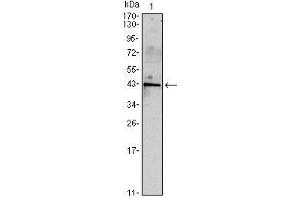 Western Blot showing INHA antibody used against mouse spermary (1) tissues lysate. (Inhibin alpha Antikörper)
