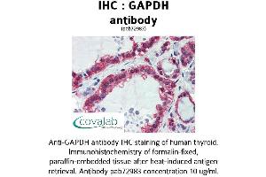 Image no. 1 for anti-Glyceraldehyde-3-Phosphate Dehydrogenase (GAPDH) (AA 9-323) antibody (ABIN1734616) (GAPDH Antikörper  (AA 9-323))