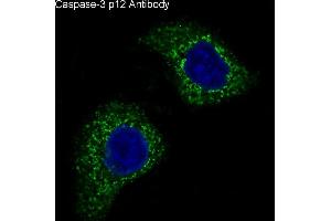 Immunofluorescent analysis of HeLa cells, using Caspase-3 p12 Antibody. (Rekombinanter Caspase 3 p12 Antikörper)