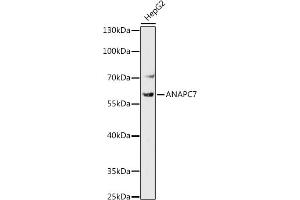 Western blot analysis of extracts of HepG2 cells, using  antibody (ABIN7265582) at 1:1000 dilution. (ANAPC7 Antikörper)