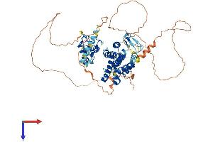 NR1D2 Protein (AA 1-579) (His tag)
