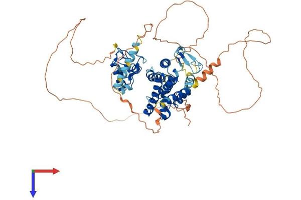 NR1D2 Protein (AA 1-579) (His tag)