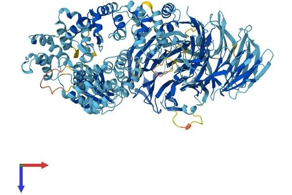 APAF1 Protein (AA 1-1248) (His tag)