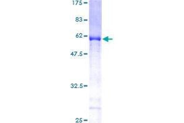 XPO5 Protein (AA 1-280) (GST tag)