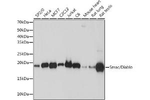Western blot analysis of extracts of various cell lines, using Smac/Diablo Rabbit mAb (ABIN7270177) at 1:1000 dilution. (DIABLO Antikörper)