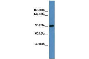 WB Suggested Anti-Hps3 Antibody Titration:  0. (HPS3 Antikörper  (N-Term))
