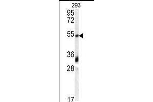 Western blot analysis of anti-GDF10 Antibody in 293 cell line lysates (35ug/lane) (GDF10 Antikörper  (N-Term))