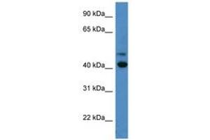 Image no. 1 for anti-Blue Opsin (AA 197-246) antibody (ABIN6746707) (Blue Opsin (AA 197-246) Antikörper)