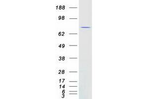 C4orf14 Protein (Myc-DYKDDDDK Tag)