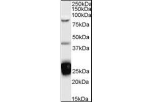 Western Blot Image: Antibody (0. (TIA1 Antikörper  (Internal Region))