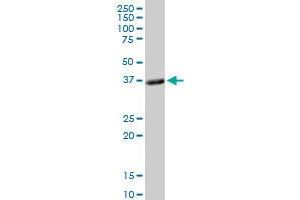 PLSCR1 MaxPab rabbit polyclonal antibody. (PLSCR1 Antikörper  (AA 1-318))