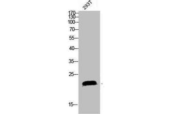 SRSF3 Antikörper  (C-Term)