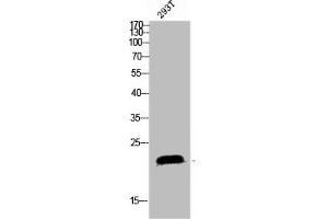 Western blot analysis of 293T lysis using SRp20 antibody. (SRSF3 Antikörper  (C-Term))