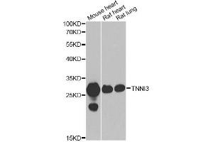 Western blot analysis of extracts of various cell lines, using TNNI3 antibody (ABIN2560479) at 1:1000 dilution. (TNNI3 Antikörper)