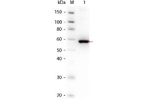 Western Blot of AKT3 (phosphatase treated) Human Recombinant Protein. (AKT3 Protein)