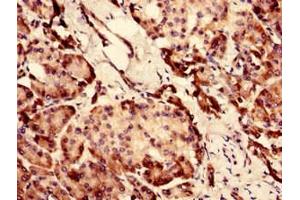 Immunohistochemistry analysis of human pancreatic tissue using ABIN7147553 at dilution of 1:100 (CHID1 Antikörper  (AA 20-393))