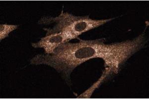 Immunofluorescence staining of WI-38 cells (Human lung fibroblasts, ATCC CCL-75). (SHC1 Antikörper  (AA 359-473))