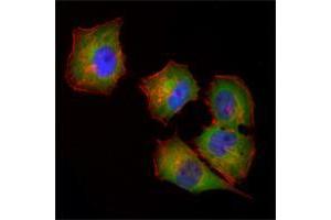 Immunofluorescence analysis of Hela cells using NME1 mouse mAb (green).