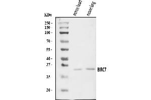 Western blot analysis of Livin/Birc7 using anti-Livin/Birc7 antibody (ABIN7601663).