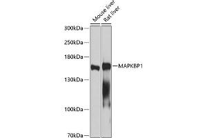 MAPKBP1 Antikörper  (AA 1-100)