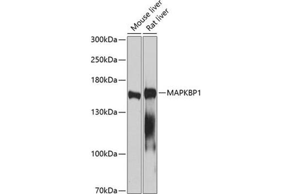 MAPKBP1 Antikörper  (AA 1-100)