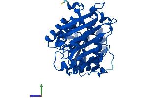 Protein Structure (PS) image for Dihydrodiol Dehydrogenase (Dimeric) (DHDH) (AA 1-333) protein (His tag) (ABIN7561273)