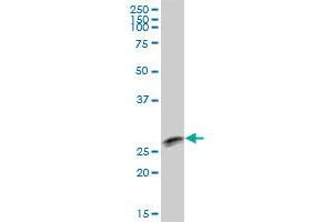 TTC9B MaxPab polyclonal antibody. (TTC9B Antikörper  (AA 1-239))