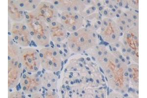 DAB staining on IHC-P; Samples: Rat Kidney Tissue (ALOX15B Antikörper  (AA 349-633))