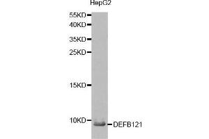 DEFB121 Antikörper  (AA 1-76)