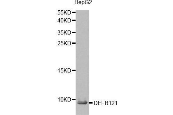 DEFB121 Antikörper  (AA 1-76)