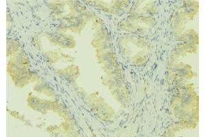 ABIN6273004 at 1/100 staining Mouse colon tissue by IHC-P. (Leiomodin 1 Antikörper  (C-Term))