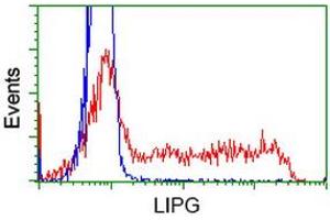 Image no. 1 for anti-Lipase, Endothelial (LIPG) antibody (ABIN1499171) (LIPG Antikörper)